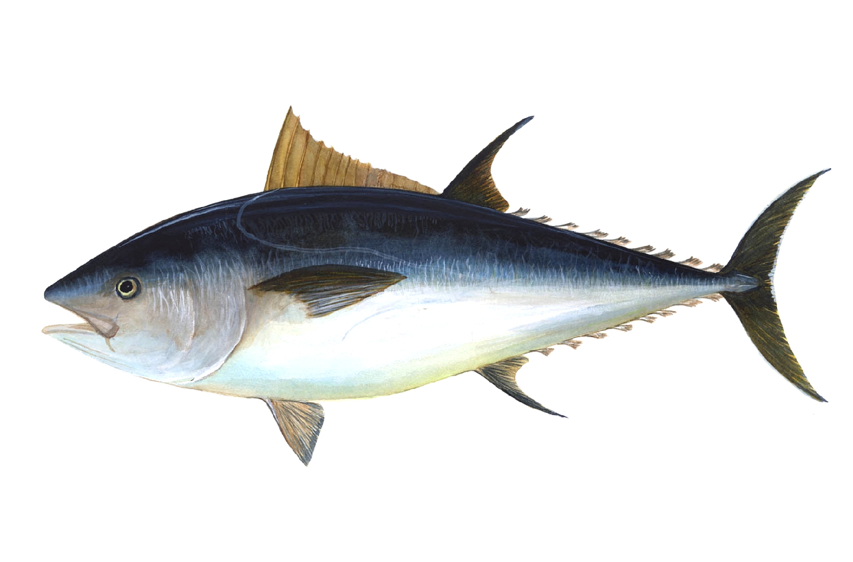 Find Out Where To Buy Tuna In Singapore
