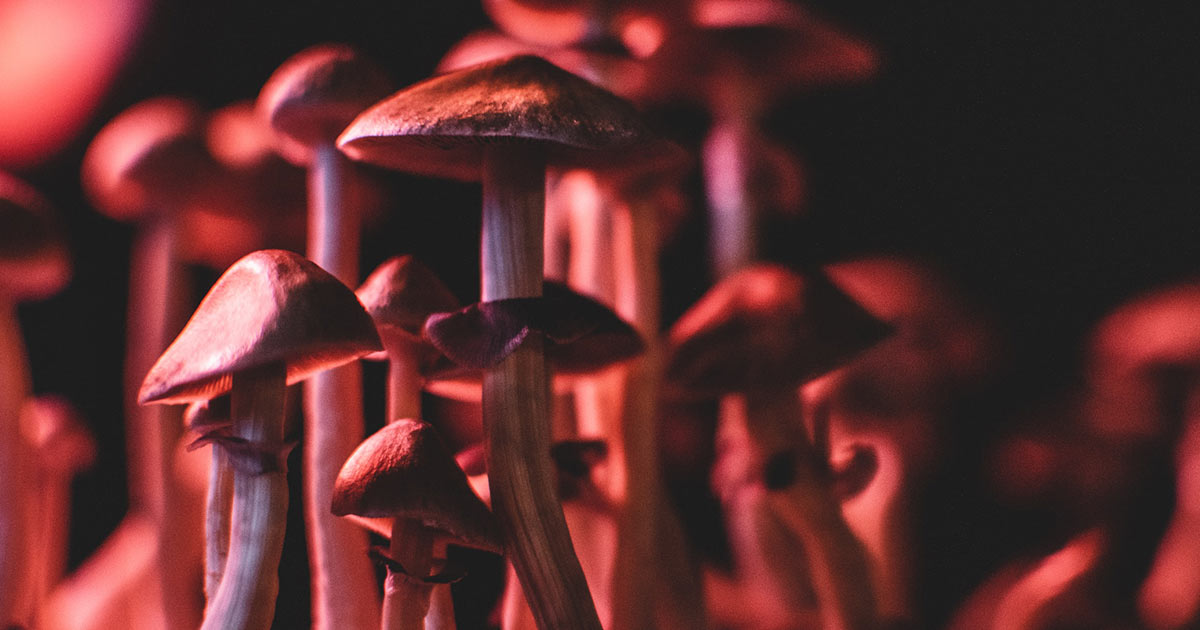 Magic Mushroom Montreal: Use, Legality, and Safety
